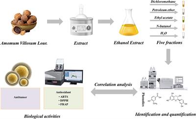 Characterization, antioxidant and antitumor activities of phenolic compounds from Amomum villosum Lour.